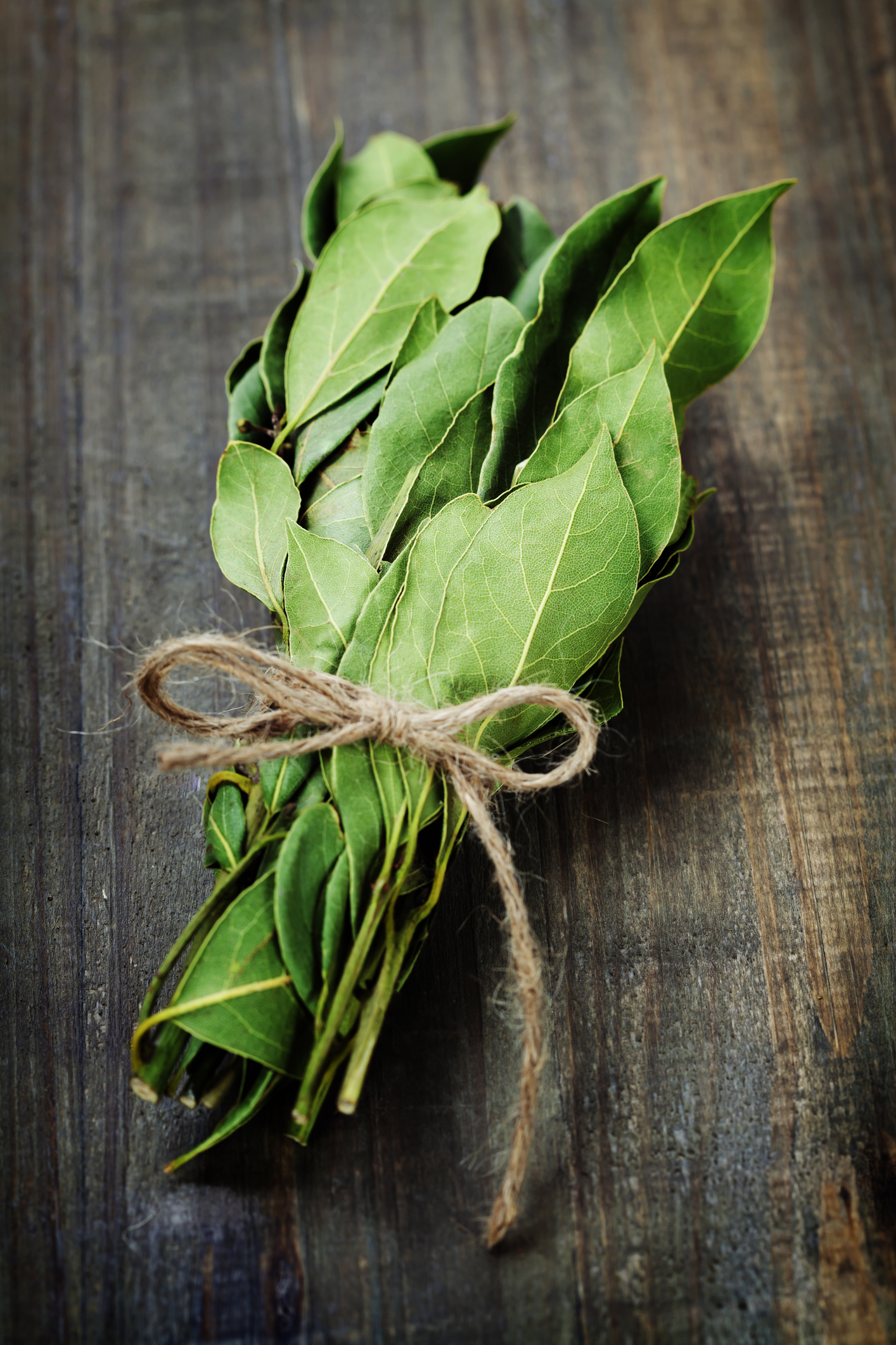 how to kill rats with bay leaves