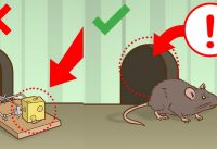 how to kill rats with rat killer trap