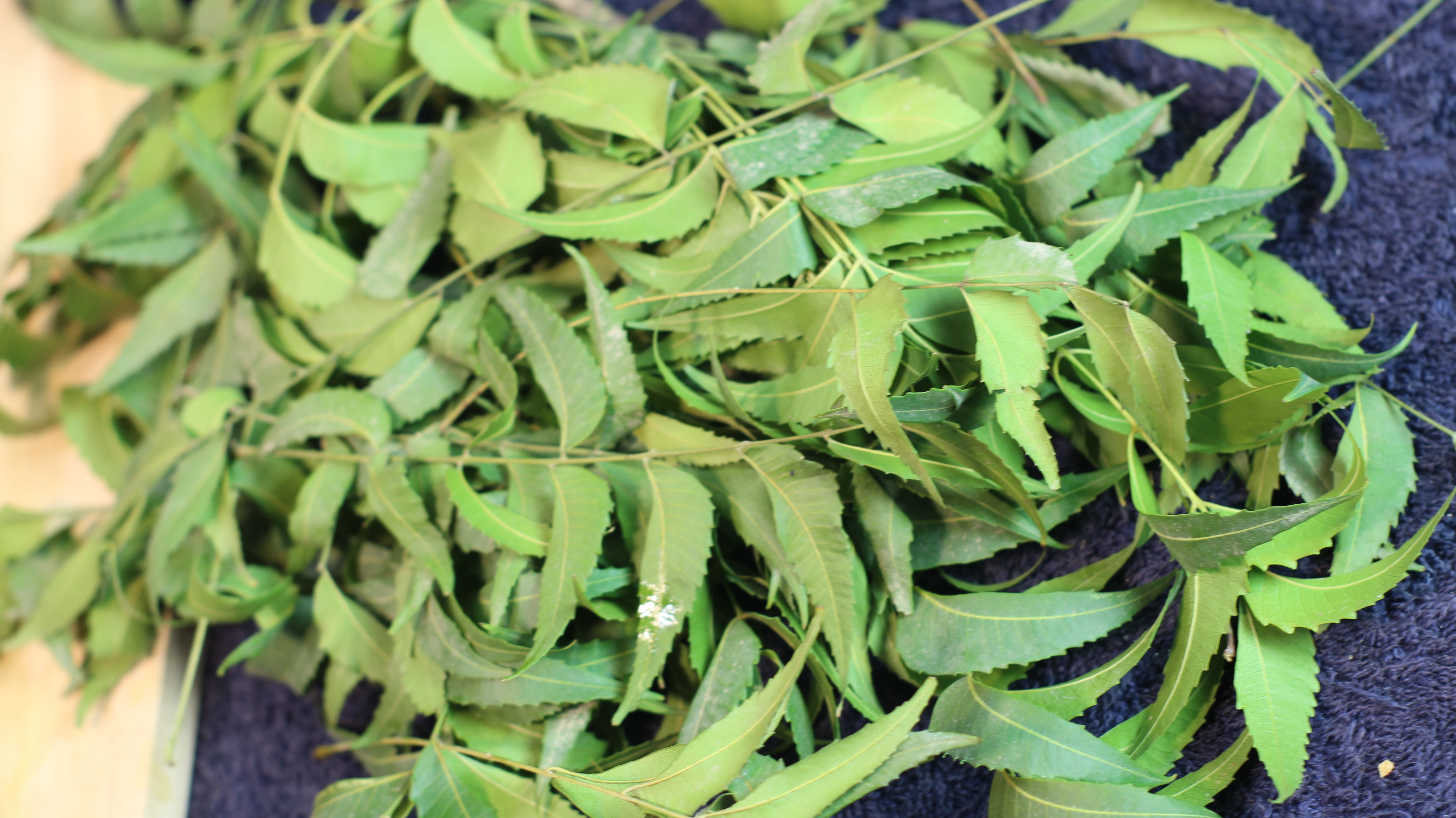 how-to-use-neem-oil-for-hair-growth-benefits-of-neem-leaves