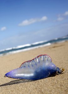 portuguese man o war