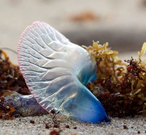 Portuguese man o war